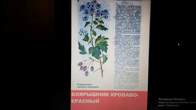 Боярышник кроваво-красный. Диетическое питание!