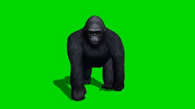 Футаж Горилла на зелёном фоне - хромакей смотреть онлайн