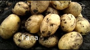 Космическая Гала. Картофель Урал