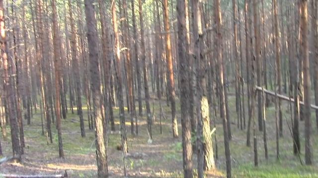 МАЛЕНЬКИЕ БЕЛЫЕ ГРИБЫ ДЛЯ МАРИНОВАНИЯ. Грибы 2020. Белый гриб Томской области. Грибы. Mushrooms 202 смотреть онлайн