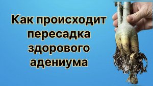 Покупая семена адениумов, готовьтесь к сюрпризам. Какой срок хранения у семян? 21 апреля 2024 г