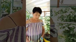 Канупер ,пижма бальзамическая.Трава,которая пахнет ладаном.#канупер#ароматравы