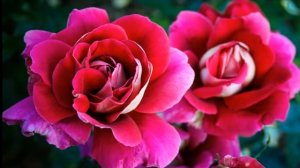 Чудесные звуки сада HD