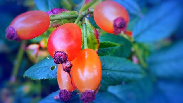 Дивный Сад. Медитация. Релакс. Расслабляющее видео. смотреть онлайн