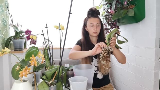 ОРХИДЕИ из МУСОРКИ OBI Реанимация Гнилых ОРХИДЕЙ без ПЕРЕСАДКИ с ЭЙВАГРИН (1 ЧАСТЬ) смотреть онлайн