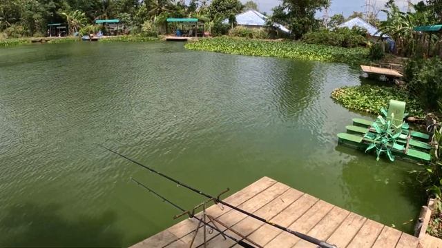 Не знал, что в пруду рядом с домом водится такое!!! Еле поймал спининг...Рыбалка на Пхукете, Тай, 4 смотреть онлайн