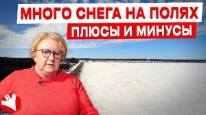 Много снега на полях. Какие плюсы и минусы? | Елена Соколова | Растениеводство