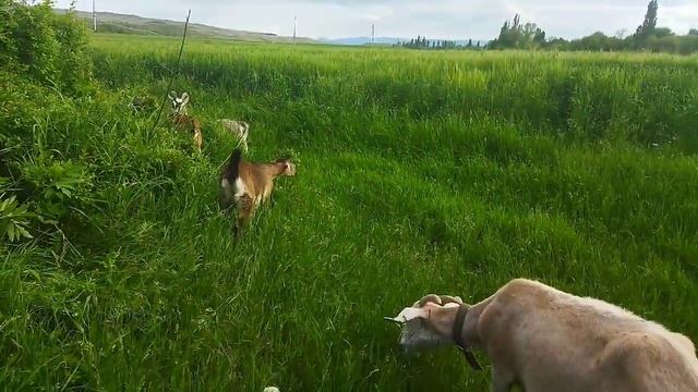 Ура! можете нас поздравить/вкусный ужин/ готовлю кролика//подарок бабушке/потеря в хозяйстве смотреть онлайн