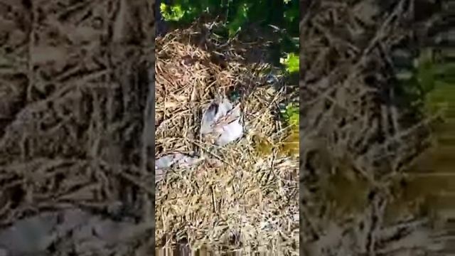 Salica турецкие органо-минеральные удобрения смотреть онлайн