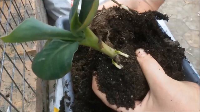 Отсаживаю детку банана. Как отделить отросток ( детку ) от банана. смотреть онлайн