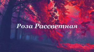 Роза Рассветная стихи Красный аутфит Новогодний выпуск
