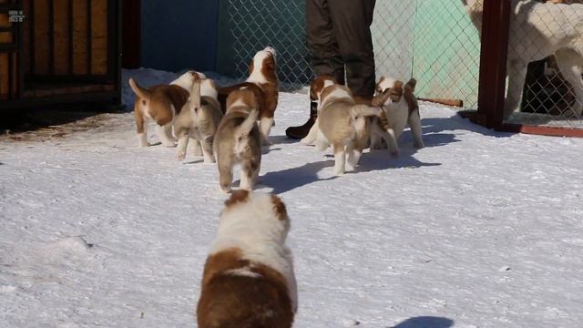 щенки САО 45 дней рыжие смотреть онлайн