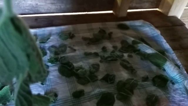 Мята как сушить смотреть онлайн