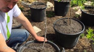 Выращивание зизифуса весной, разгон в теплице.