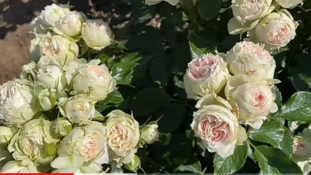 Pashmina Korascha Pompon Flower Circus Pompon VerandaKordes Германия 2003Срезочные Шикарная ?