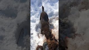 норная охота с ягдтерьером!?!