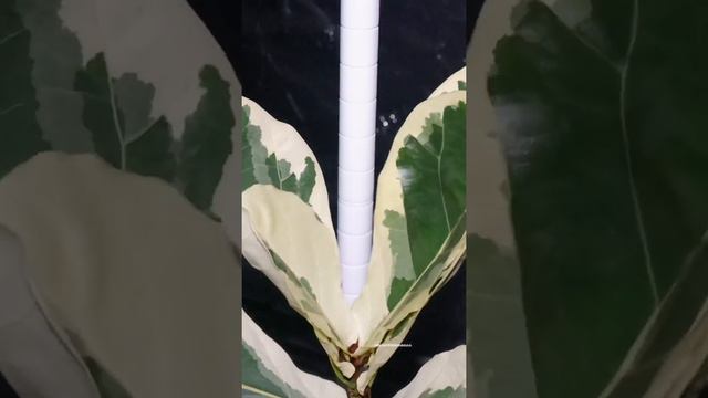 Variegated Fiddle Leaf Fig Unfurling Time Lapse