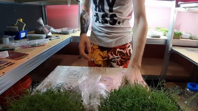 Сохраняем сочность и полезность срезанной зелени