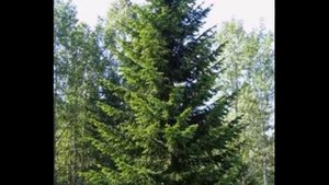 Пихта сибирская  Abies sibirica