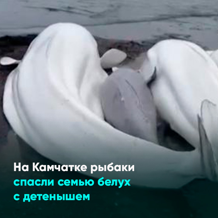 На Камчатке рыбаки спасли семью белух с детенышем