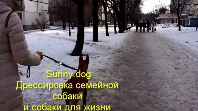видит других собак коррекция  агрессия