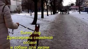 видит других собак коррекция  агрессия