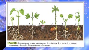 Биология 6 кл., § 5 "Семя, его строение и значение"