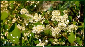 БЕЛАЯ     ЧЕРЁМУХА      ВЕСНЫ !       ОЧЕНЬ      КРАСИВАЯ      ПЕСНЯ !