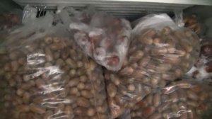 Как вырастить дуб. Хранение желудей.