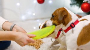 НОВОГОДНИЕ ПОДАРКИ ДЛЯ СОБАК | ЧТО ПОДАРИТЬ СОБАКЕ?