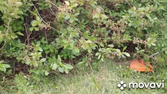 ? ДАЧА✔️ОТЧЕТ о проделанной РАБОТЕ✔️ЗАБОР ГОТОВ...У нас ТАК всегда!? смотреть онлайн