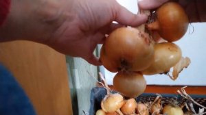 Как плести косы из лука