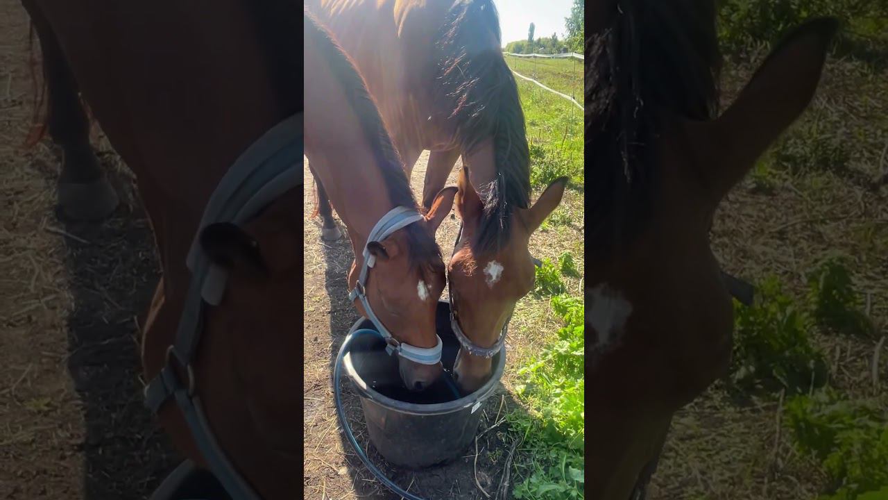Вместе вкуснее #жизньзагородом #конюшня #лошади #животные #лето #природа #horse #nature