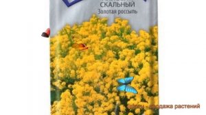 Алиссум скальный Золотая россыпь ? обзор: как сажать, семена алиссума Золотая россыпь