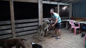 САМОЕ ПЕРВОЕ ВИДЕО Питбули Dragon live НА ЮТЮБ