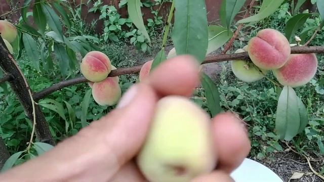 персик Хасанский (клон Железова) смотреть онлайн