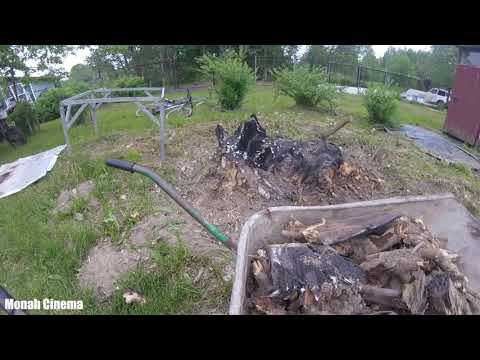 Огромный пень на участке Выкорчовывание пня и фронт работы на ближайшее время