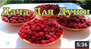 Что сделать, чтобы МАЛИНЫ было много????