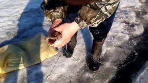 Много ЩУКИ! Рыбалка сетями.