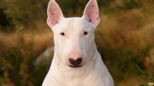 ТОП БОЙЦОВЫХ ПОРОД СОБАК