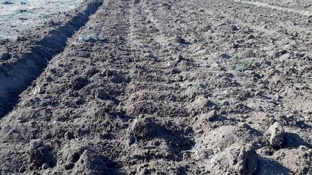Закрытие влаги на ДТ-75 с боронами БДН-2,4. Апрель 2021г.