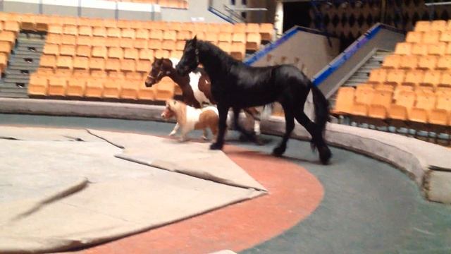 Минихорс головной в смене с Фризом смотреть онлайн