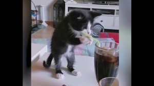 смешные кошечки, собачки 34