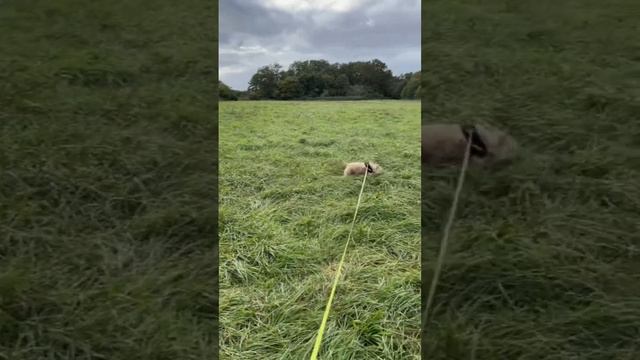 #франция #жизньвофранции #собака #смешныевидео #прогулка смотреть онлайн