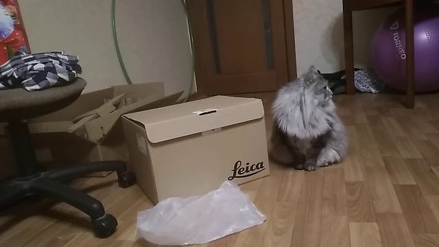 Кот изо всех сил пытается залезть в коробку смотреть онлайн