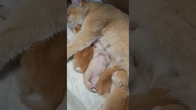 #short котенок спит #video смотреть онлайн