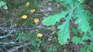 Грибы Лисички. Польза лисичек в описании.