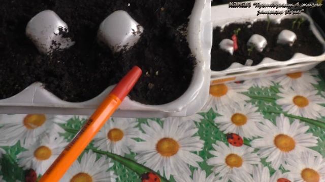 Почему не взошли семена перцев,могут быть несколько причин