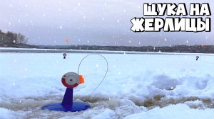 СРАБОТКА ЗА СРАБОТКОЙ! ЛОВЛЯ ЩУКИ НА ЖЕРЛИЦЫ В ГЛУХОЗИМЬЕ!