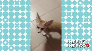 Неугомонные фенеки. Видели видео? Фрагмент выпуска от 13.10.2019